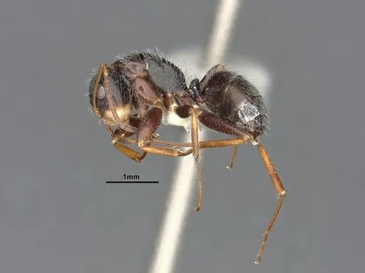 Camponotus tepicanus specimen CASENT4032220 image casent4032220_4