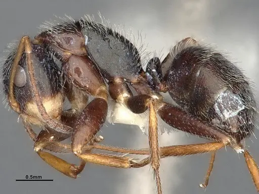 Camponotus tepicanus specimen CASENT4032220 image casent4032220_5
