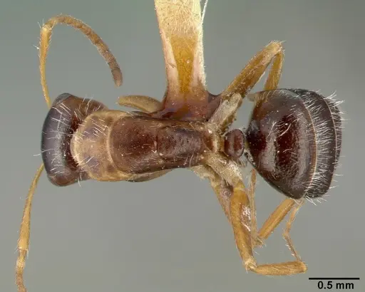 Camponotus tepicanus specimen CASTYPE00605 image castype00605_1