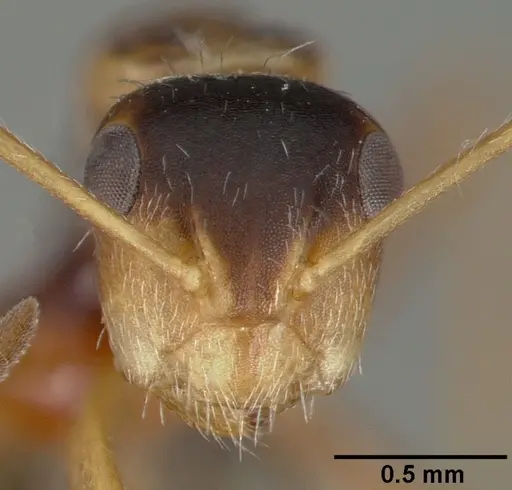 Camponotus tepicanus specimen CASTYPE00605 image castype00605_2