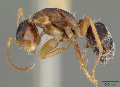 Camponotus tepicanus specimen CASTYPE00605 image castype00605_3