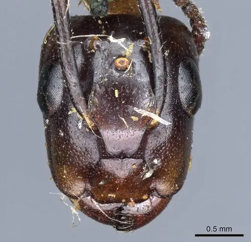 Camponotus terbimaculatus specimen CASENT0905502 image casent0905502_2