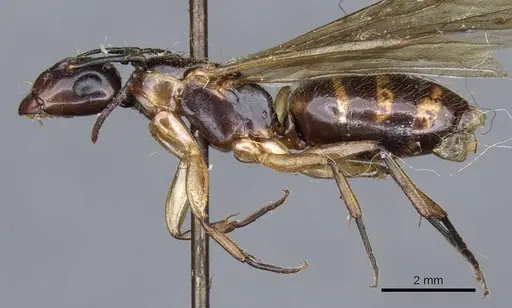 Camponotus terbimaculatus specimen CASENT0905502 image casent0905502_3