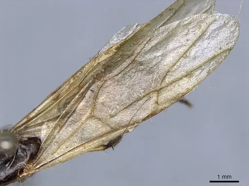 Camponotus terbimaculatus specimen CASENT0905502 image casent0905502_4