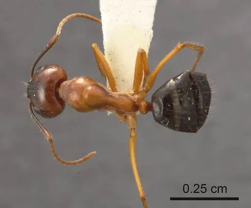 Camponotus terebrans specimen ANTWEB1008148 image antweb1008148_1