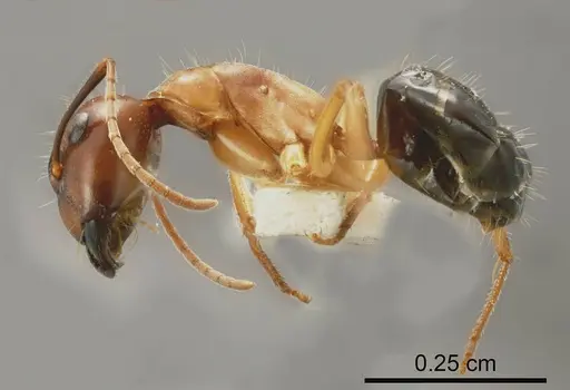 Camponotus terebrans specimen ANTWEB1008148 image antweb1008148_2
