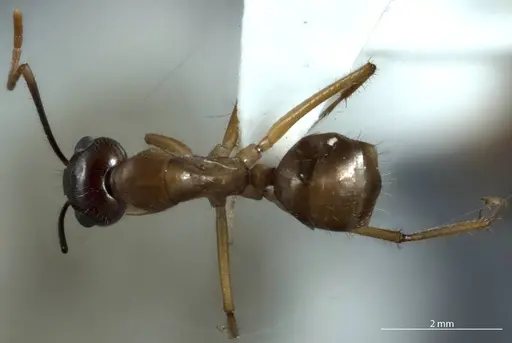 Camponotus terebrans specimen ANTWEB1041153 image antweb1041153_1