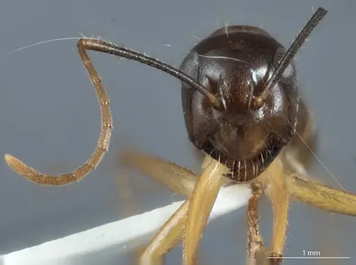 Camponotus terebrans specimen ANTWEB1041153 image antweb1041153_2