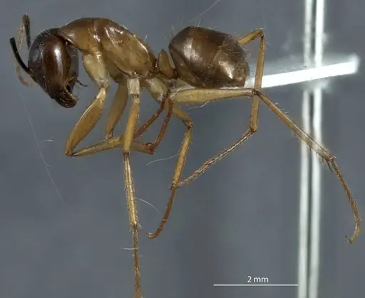 Camponotus terebrans specimen ANTWEB1041153 image antweb1041153_3