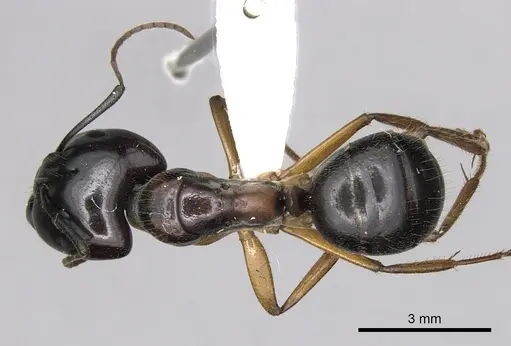 Camponotus terebrans specimen CASENT0280205 image casent0280205_1