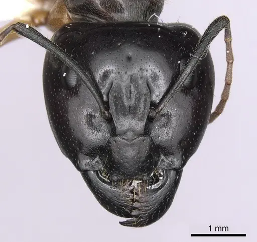 Camponotus terebrans specimen CASENT0280205 image casent0280205_2
