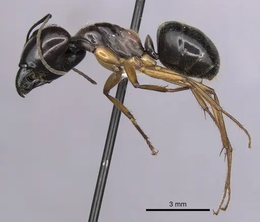 Camponotus terebrans specimen CASENT0280205 image casent0280205_3