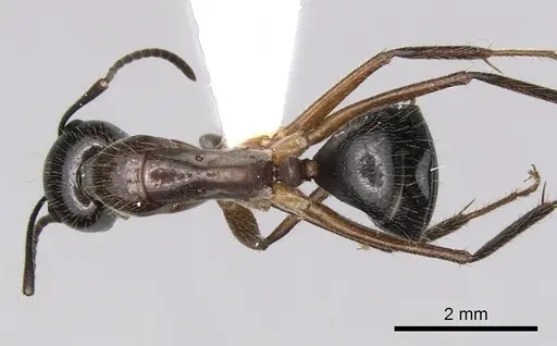 Camponotus terebrans specimen CASENT0280206 image casent0280206_1