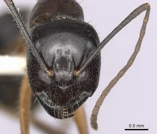 Camponotus terebrans specimen CASENT0280206 image casent0280206_2