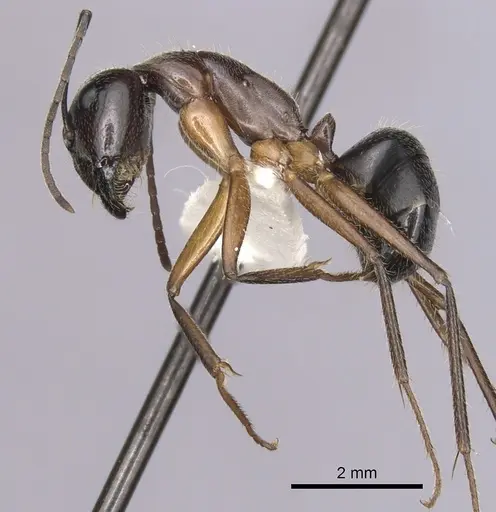 Camponotus terebrans specimen CASENT0280206 image casent0280206_3