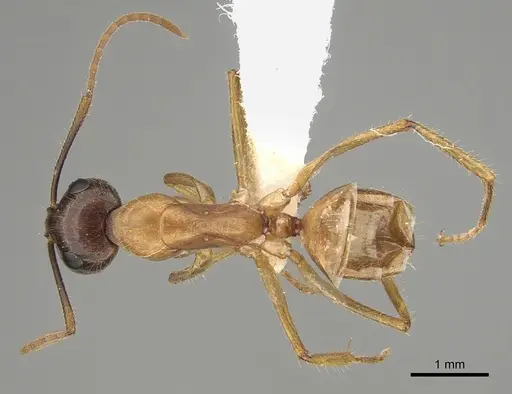Camponotus terebrans specimen CASENT0887708 image casent0887708_1