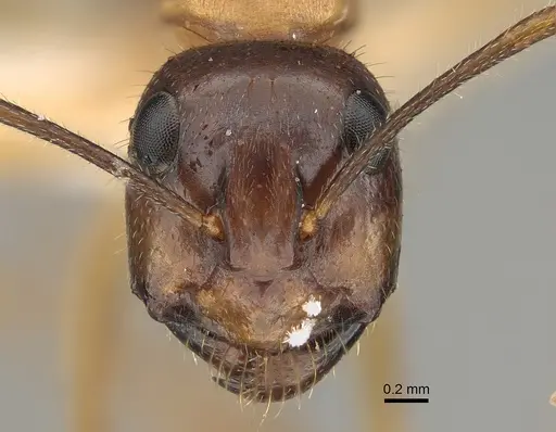 Camponotus terebrans specimen CASENT0887708 image casent0887708_2