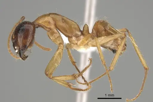 Camponotus terebrans specimen CASENT0887708 image casent0887708_3