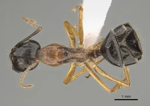 Camponotus terebrans specimen CASENT0887726 image casent0887726_1