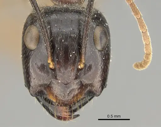 Camponotus terebrans specimen CASENT0887726 image casent0887726_2