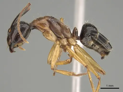 Camponotus terebrans specimen CASENT0887726 image casent0887726_3