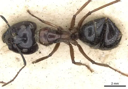 Camponotus terebrans specimen CASENT0903533 image casent0903533_1