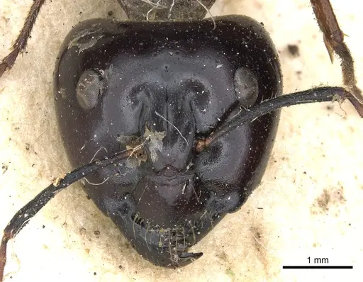 Camponotus terebrans specimen CASENT0903533 image casent0903533_2