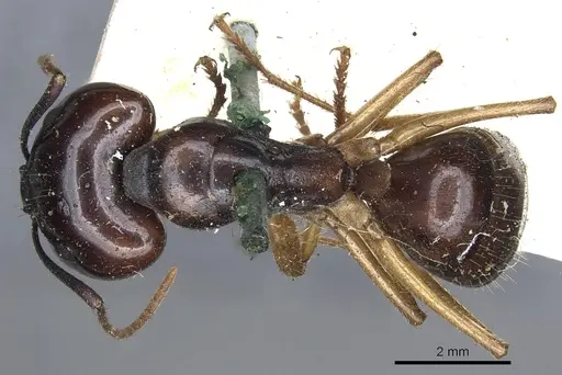 Camponotus terebrans specimen CASENT0903534 image casent0903534_1