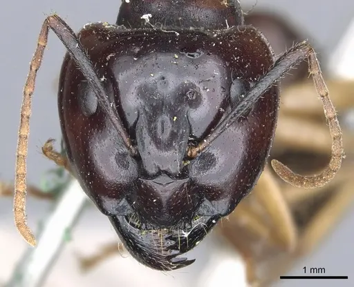 Camponotus terebrans specimen CASENT0903534 image casent0903534_2