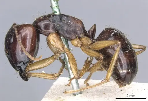 Camponotus terebrans specimen CASENT0903534 image casent0903534_3