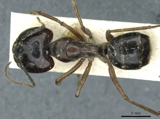 Camponotus terebrans specimen CASENT0911963 image casent0911963_1
