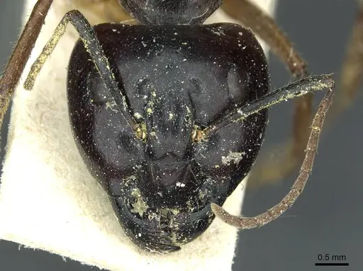 Camponotus terebrans specimen CASENT0911963 image casent0911963_2