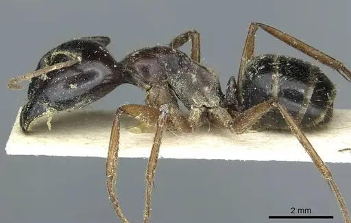 Camponotus terebrans specimen CASENT0911963 image casent0911963_3