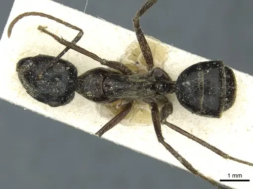 Camponotus terebrans specimen CASENT0911964 image casent0911964_1
