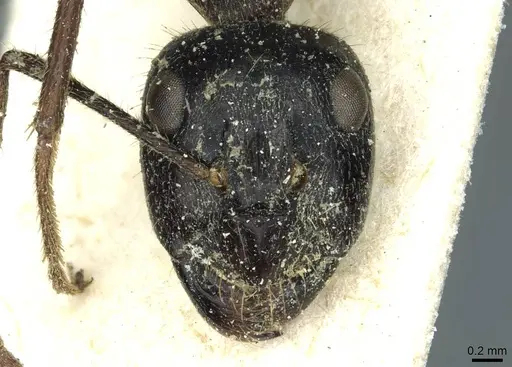 Camponotus terebrans specimen CASENT0911964 image casent0911964_2