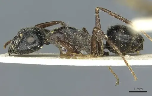Camponotus terebrans specimen CASENT0911964 image casent0911964_3