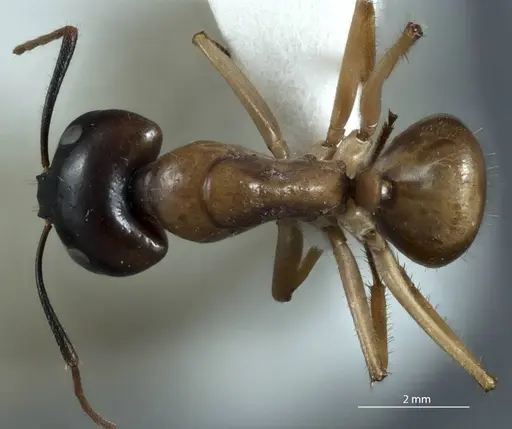 Camponotus terebrans specimen JDM32-001382 image jdm32-001382_1