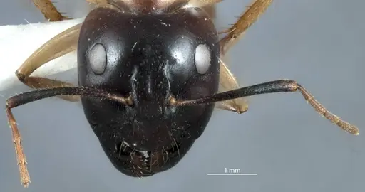 Camponotus terebrans specimen JDM32-001382 image jdm32-001382_2