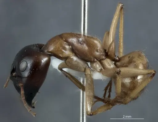 Camponotus terebrans specimen JDM32-001382 image jdm32-001382_3