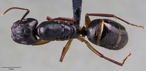 Camponotus tergestinus specimen ANTWEB1060072 image antweb1060072_1