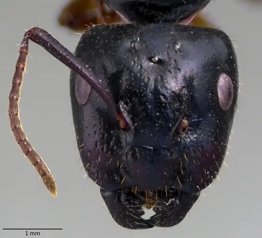 Camponotus tergestinus specimen ANTWEB1060072 image antweb1060072_2