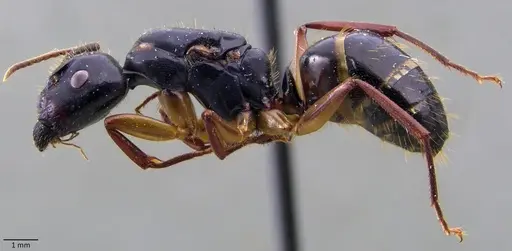 Camponotus tergestinus specimen ANTWEB1060072 image antweb1060072_3