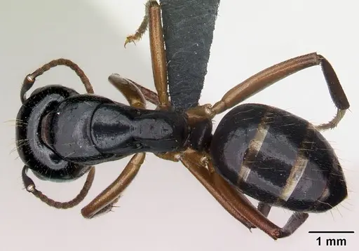 Camponotus tergestinus specimen CASENT0010030 image casent0010030_1