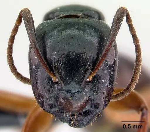 Camponotus tergestinus specimen CASENT0010030 image casent0010030_2