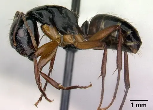 Camponotus tergestinus specimen CASENT0010030 image casent0010030_3