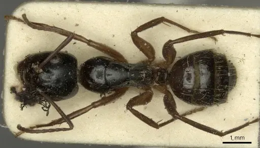 Camponotus tergestinus specimen CASENT0915598 image casent0915598_1