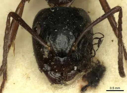 Camponotus tergestinus specimen CASENT0915598 image casent0915598_2