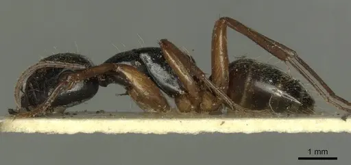 Camponotus tergestinus specimen CASENT0915598 image casent0915598_3