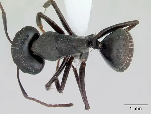 Camponotus termitarius specimen CASENT0173455 image casent0173455_1