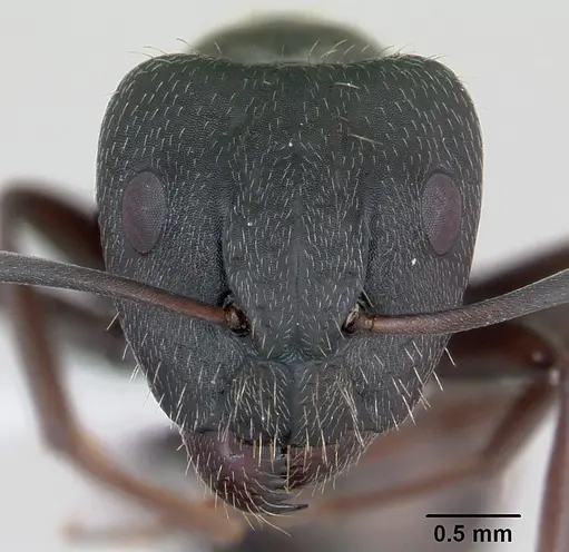 Camponotus termitarius specimen CASENT0173455 image casent0173455_2